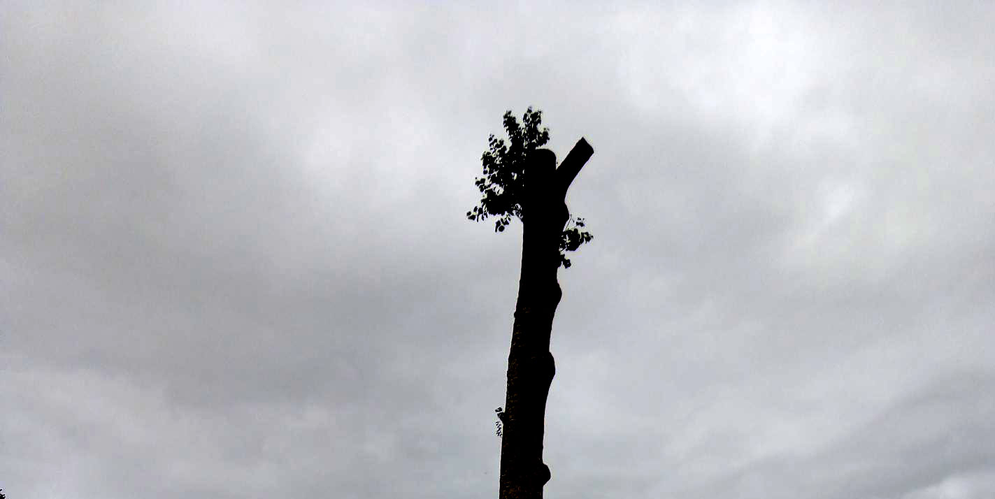 La capitozzatura degli alberi