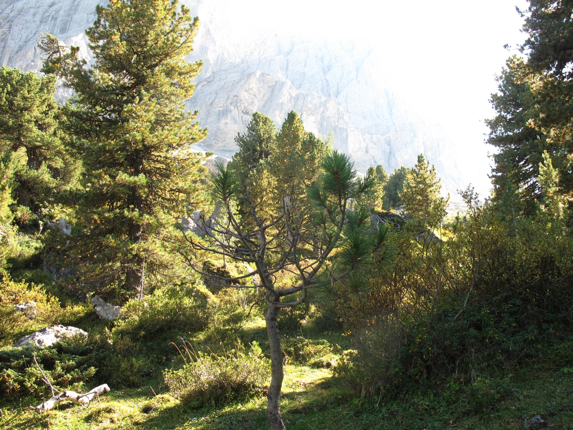 Dieci regole per la messa a dimora degli alberi